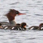 Common Merganser